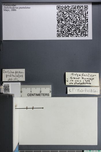 Media type: image;   Entomology 585592